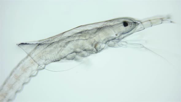 Crustacea larva Euphausiacea, at stage Calyptopis 3 under a microscope, of family Euphausiidae alt