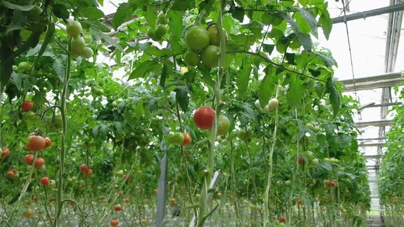 Tomato Production and Transportation alt
