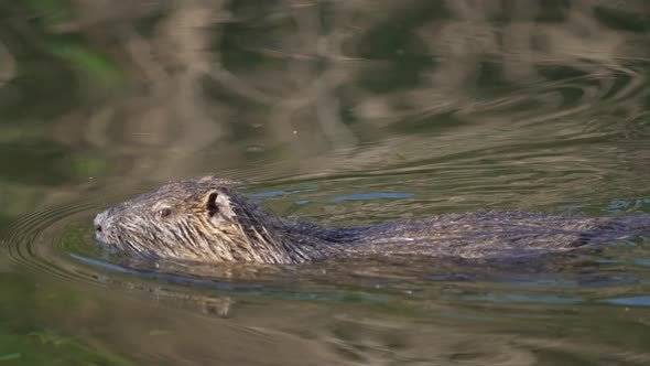4K wild and invasive coypu, myocastor coypus; swimming and chewing on debris creating ripples in its alt