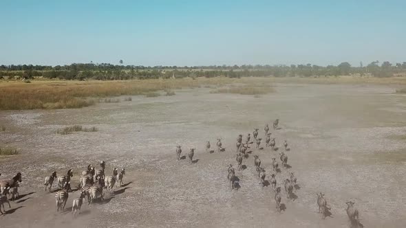 Aerial Fly Over View of a Large Herd  Lechwe Antelope,  Springbok and Zebras, Herd of Cape Buffalo G alt