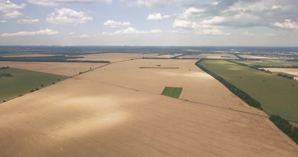 Drone Flight Over a Wheat Field on a Summer, Sunny Day