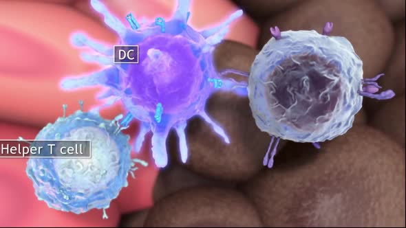 The immune system and cancer alt