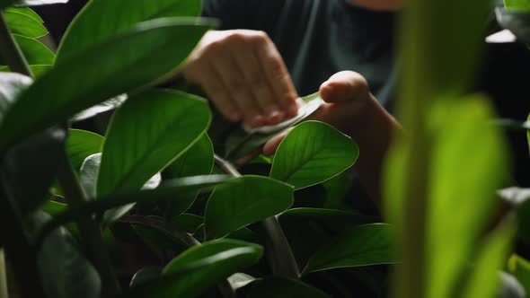 A girl in a green T-shirt wiping dust off the leaves of a houseplant Zamioculcas alt