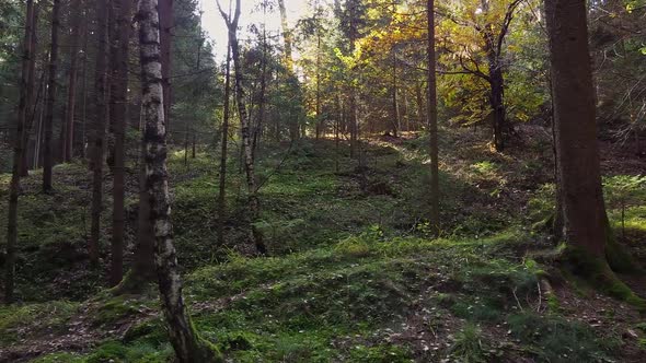 Path in the Styrian Forest. Hiking Trail Surrounded By Trees.