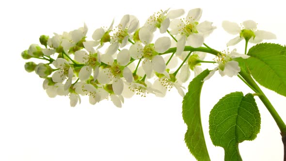 Bird-cherry flowers blooming, Timelapse with white background