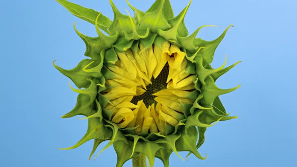 Sunflower Head Opening Timelapse on Blue alt