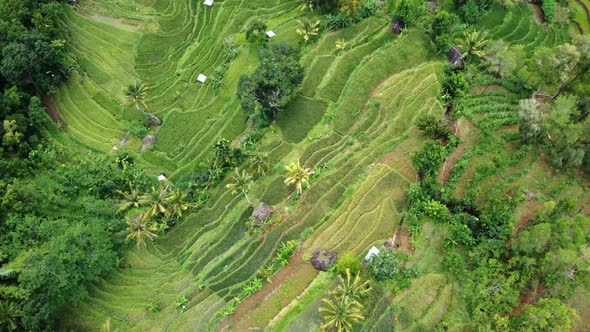 Indonesia rice terraces field Aerial view taken from drone camera. can be used for the promotion of alt