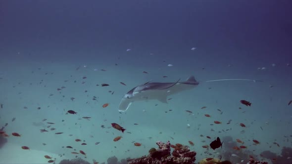 Manta Ray swimming over reef in Palau Island alt