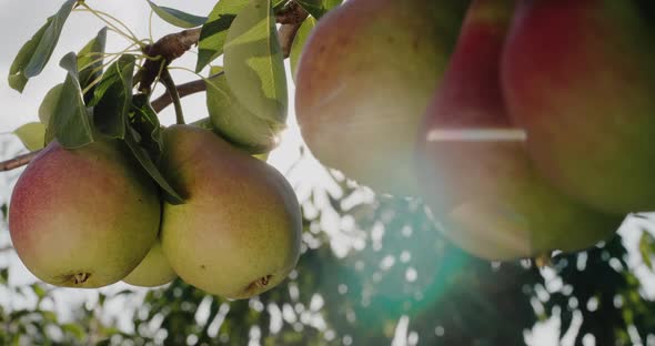 A Branch with Ripe Pears in the Garden alt