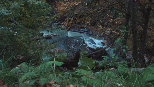 Crystal Water Stream Flows Through Fallcolored Forest