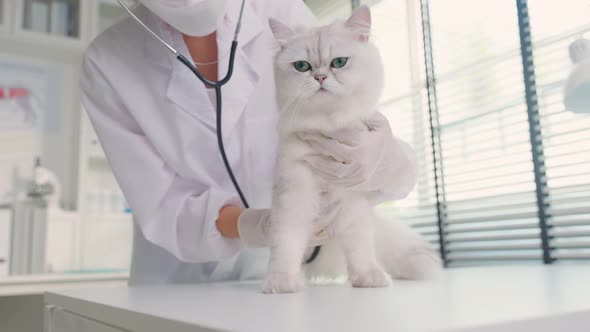 Asian veterinarian examine cat on table during appointment in veterinary clinic in pet hospital. alt