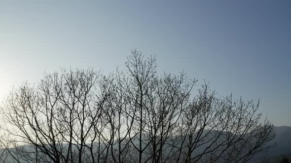 Tree Silhouette Sky Winter Pedestal