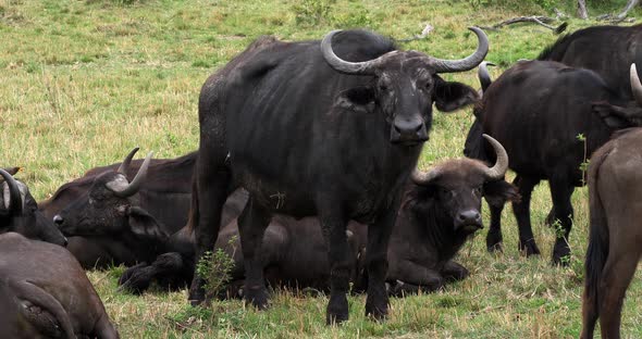 African Buffalo, syncerus caffer, Group resting, Masai Mara Park in Kenya, Real Time 4K alt