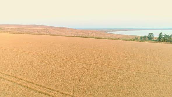 Flyback over the ripened golden agriculture wheat field at sunset.