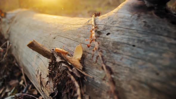 Bare Tree Trunk on Ground at Sunset alt