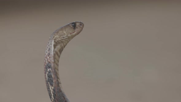 Indian Spectacled Cobra Snake Venomous with Its Hood  Lat alt