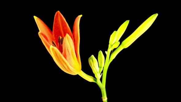 Time Lapse of Beautiful Red Lily Flower Blossoms alt