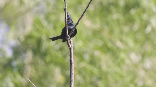 Phainopepla Bird Perched on a Branch at the Verde River