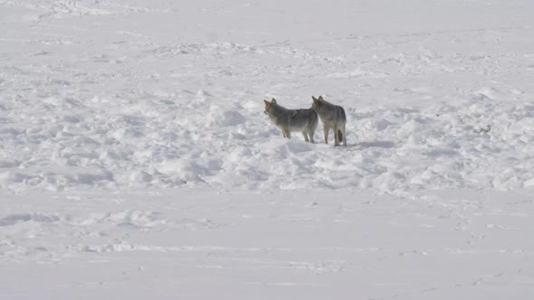 winter shot of a coyote pair standing in the snow at yellowstone alt