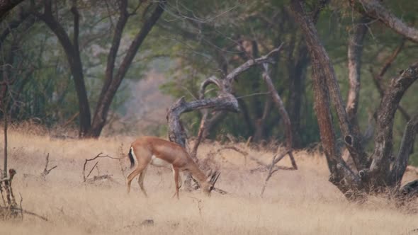 Young Indian Bennetti Gazelle or Chinkara Walking and Grazing in the Forest of Rathnambore National alt