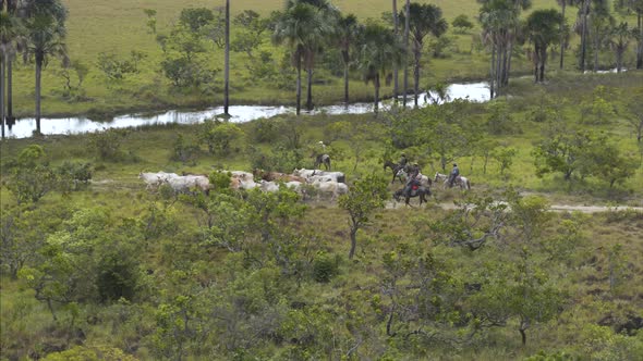 Cows Crossing River in South America