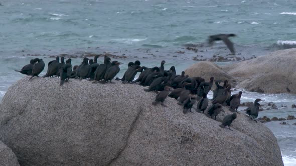 Cormorants Perched on a Granite Stone