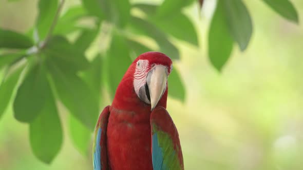 video of the red and blue macaw (Ara ararauna).