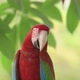 video of the red and blue macaw (Ara ararauna). - VideoHive Item for Sale