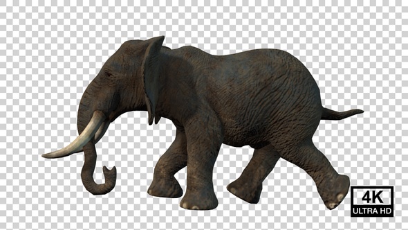 Elephant Runing Side View alt