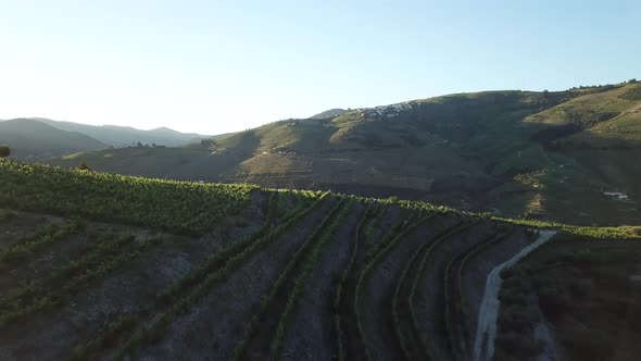 Flying over green Douro Valley vineyard toward hills rising in background as morning sunlight illumi alt