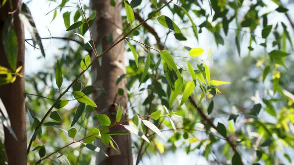 Natural Background with Tree Branches. Green Foliage with Sun Reflection. alt