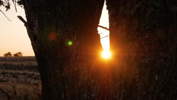 Sunset in countryside field with old trees and wild grass. Evening rural scene alt