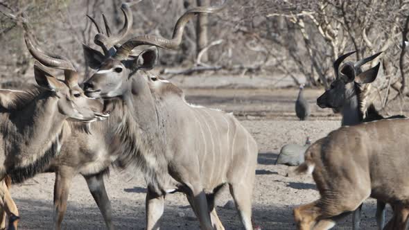 Startled Greater Kudu bull stands alert in front of breeding herd at a watering hole. Telephoto shot alt