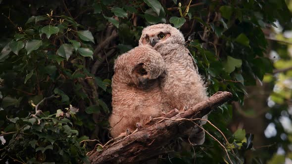 Great Horned Owlets in a Tree alt
