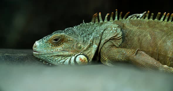 Iguana also known as Common iguana or American iguana. Selective focus.