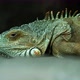 Iguana also known as Common iguana or American iguana. Selective focus. - VideoHive Item for Sale