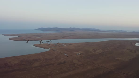 Aerial Footage of a Flock of Whitenecked Cranes at Sunset alt
