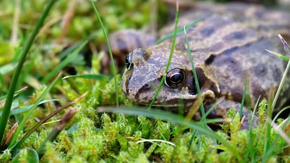 A Common Frog Rana Temporaria Hiding Between the Green Gras and Moss in Ireland alt