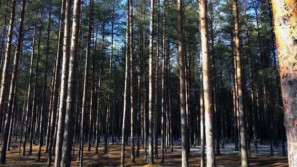 Impenetrable Forest Thicket in the Russian Taiga