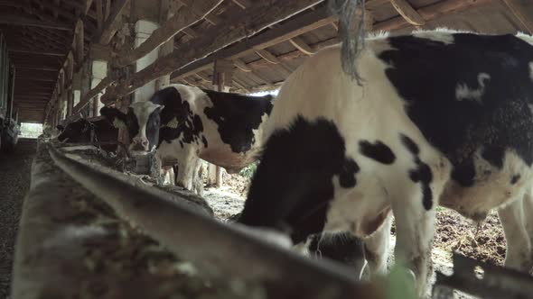 Cows on the Farm. Agriculture alt