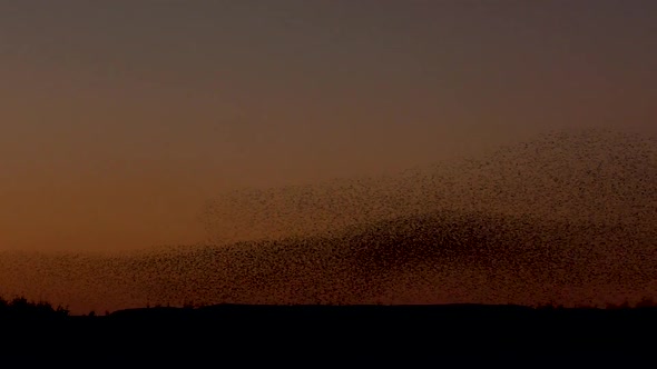 Starling murmuration against the clear orange evening sky, making an incredible dark dense mass of b alt