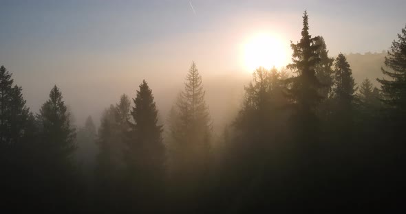 The Sun Breaks Through The Thick Fog In The Forest High In The Mountains