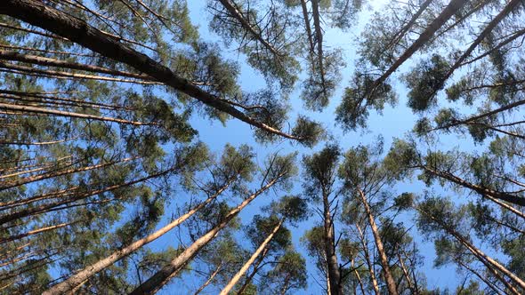 Vertical Video of the Forest Landscape Slow Motion alt