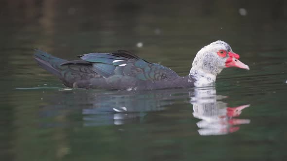 Close up track shot of swimming american Muscovy duck in lake - Cairina Moschata Species in Wilderne alt