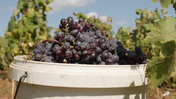 Vitis vinifera  fruit harvest close-up 4K 2160p 30fps UltraHD footage - Juicy  common grape vine  38
