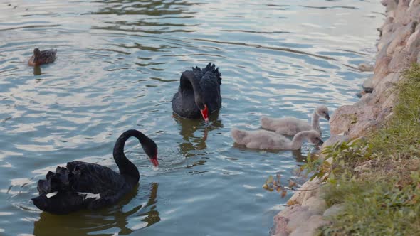 Black Swans Family Swimming on the Lake