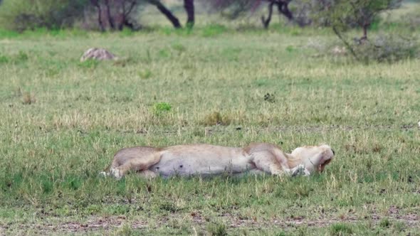 Funny lioness dramatically flops down to lay on the dry grassland. Telephoto shot, Nxai Pan National alt