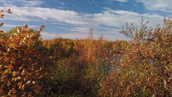 View of the Autumn Garden