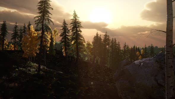 Sunlight in Forest at Sunset alt
