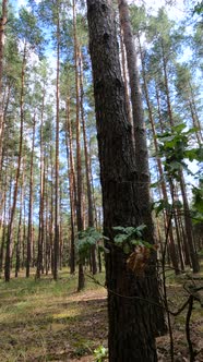 Vertical Video of a Forest with Tall Pines alt